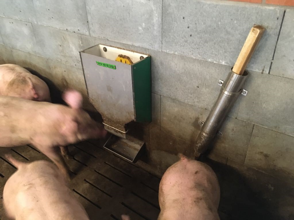 doseur de granulés de paille pour porcelets et porcs à l'engraissement
