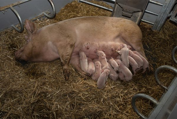 Alimentateur KZB Family dans un poulailler biologique