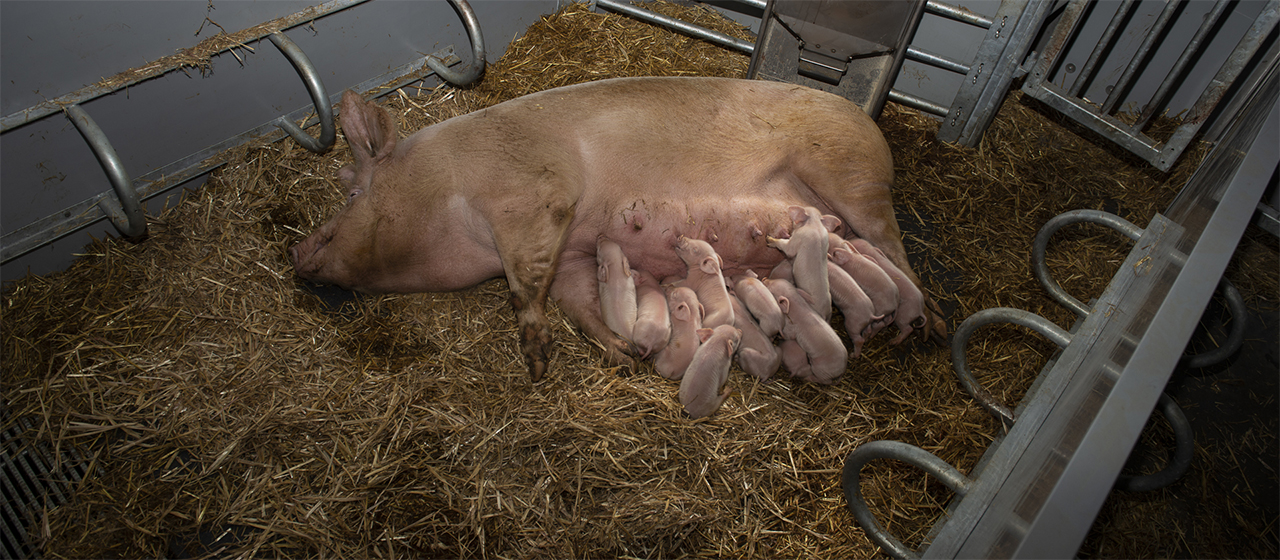Alimentateur KZB Family dans un poulailler biologique