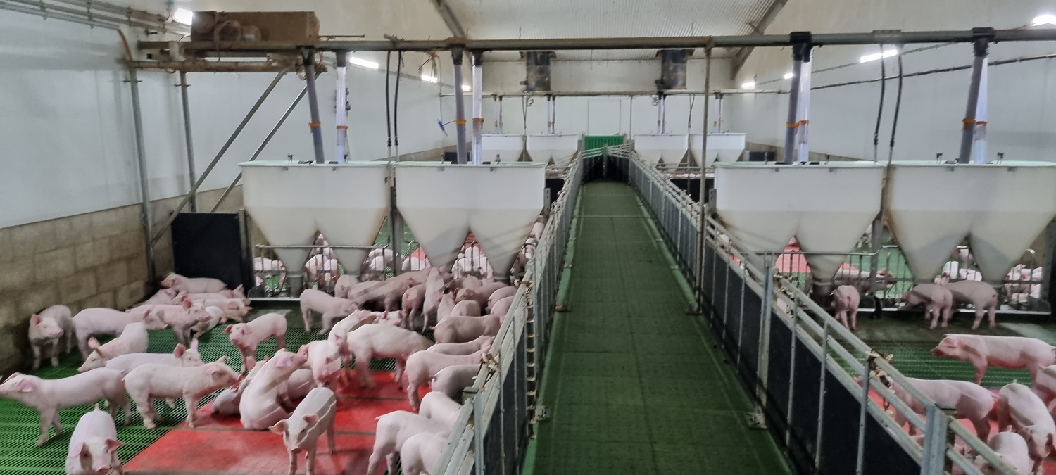 Mangeoire pour porcelets Mewaco Duo Bellgrove Pork, Australie