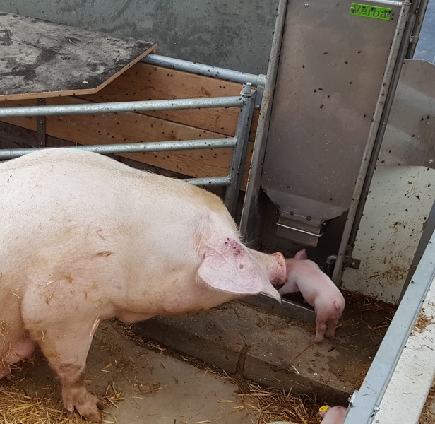 Truie KZB « Familie Feeder » avec son porcelet dans une porcherie biologique